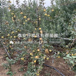 泰安金冠蘋果苗價(jià)格解析與禮品花卉市場新趨勢