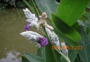 探尋優(yōu)質(zhì)香蒲價(jià)格與供應(yīng) 玉倫花卉的專業(yè)解析